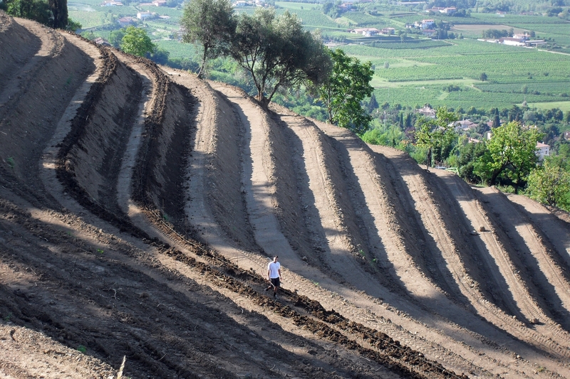 Creazione nuovo vigneto (Cormons, Gorizia, Italy)