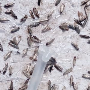 Dettaglio di una trappola e il gran numero di tignole catturate