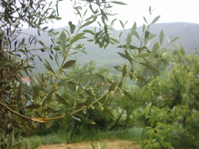 Inizio di fioritura degli ulivi in provincia di Trieste, 2019